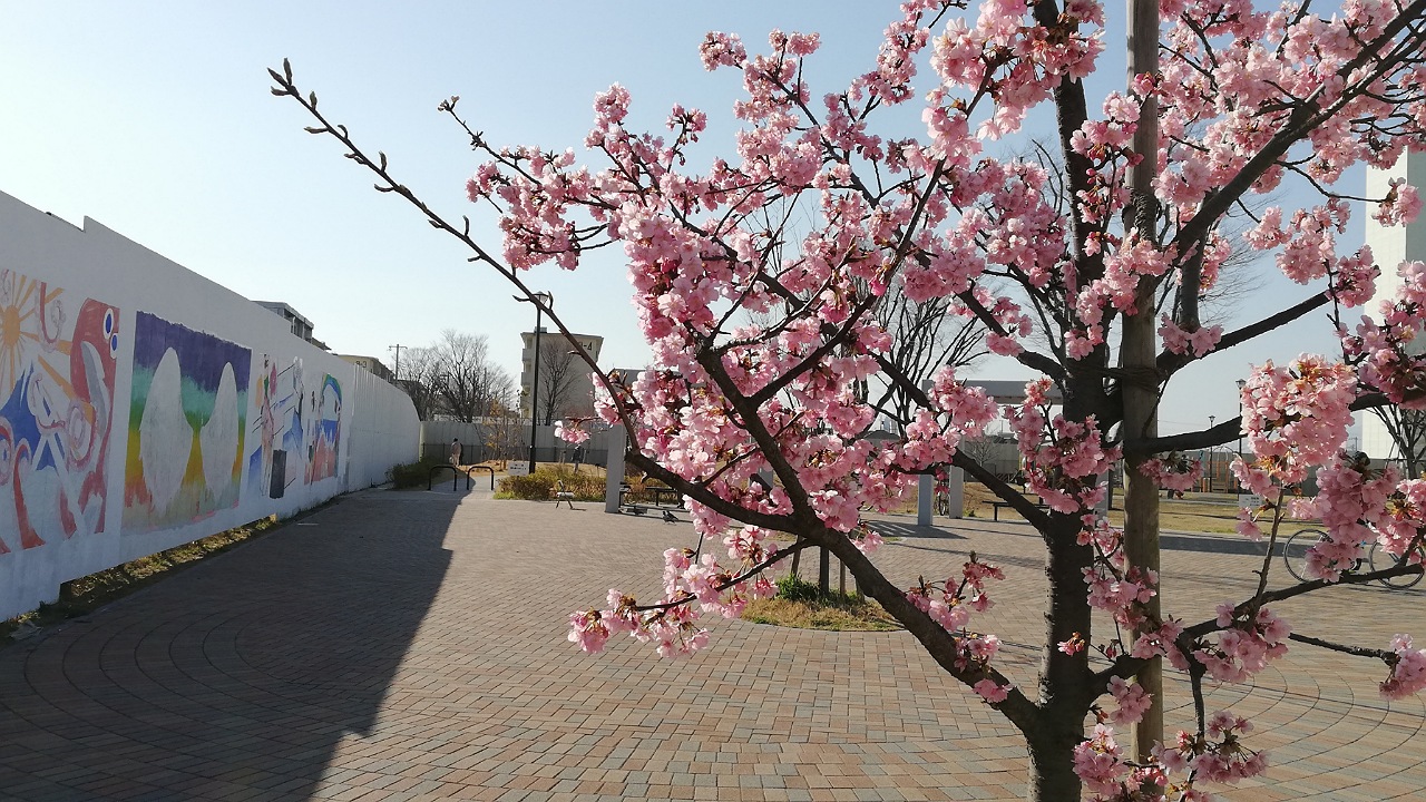 河津桜