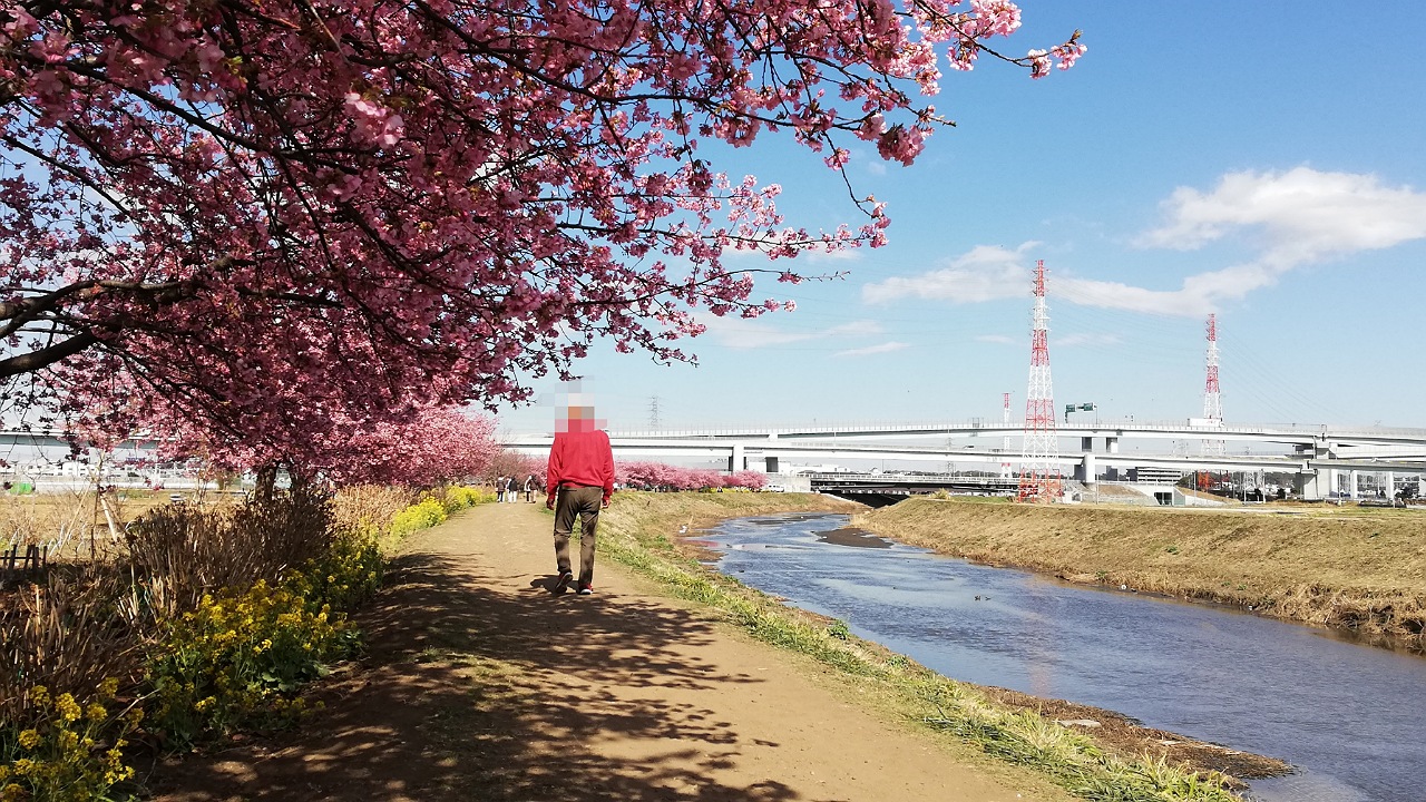 小出川桜並木