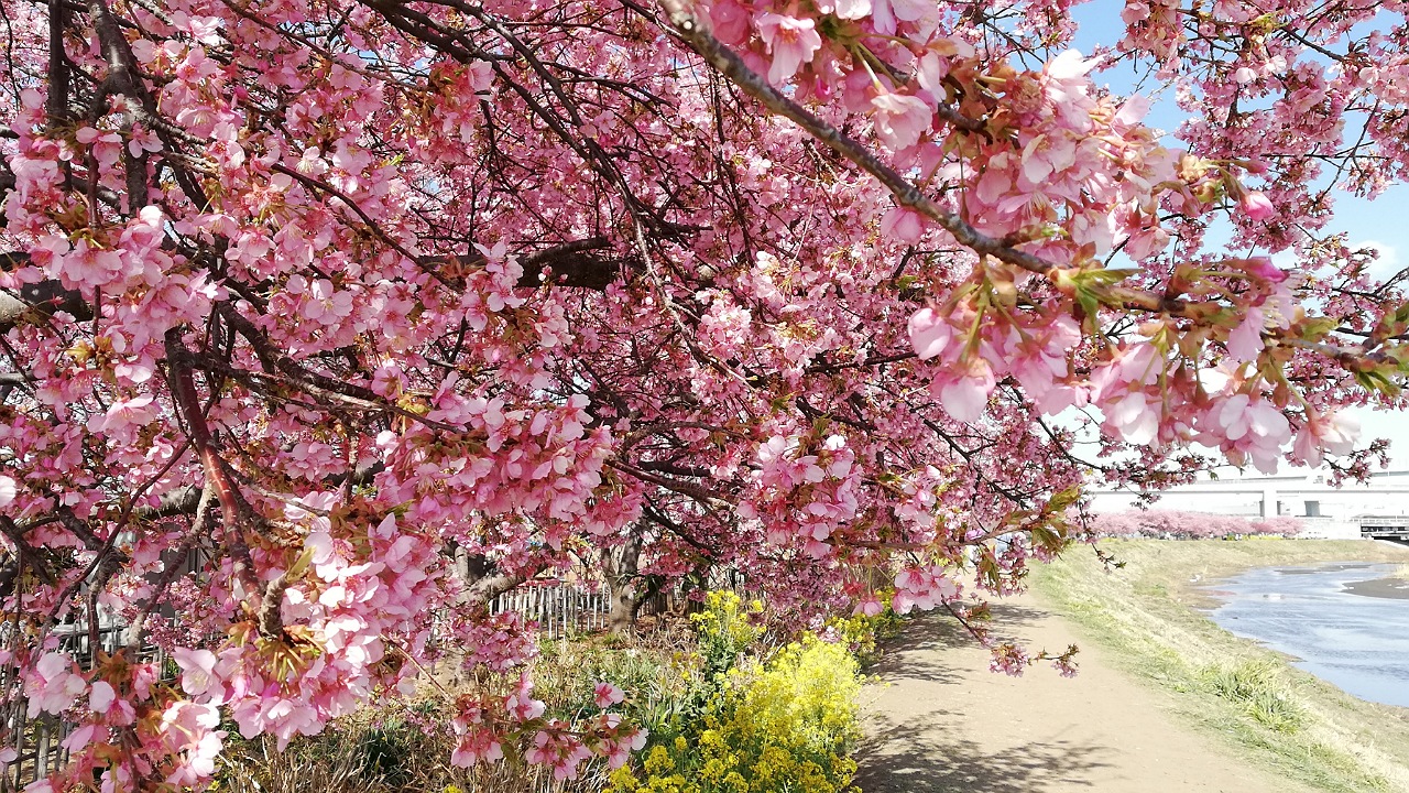 小出川桜と菜の花
