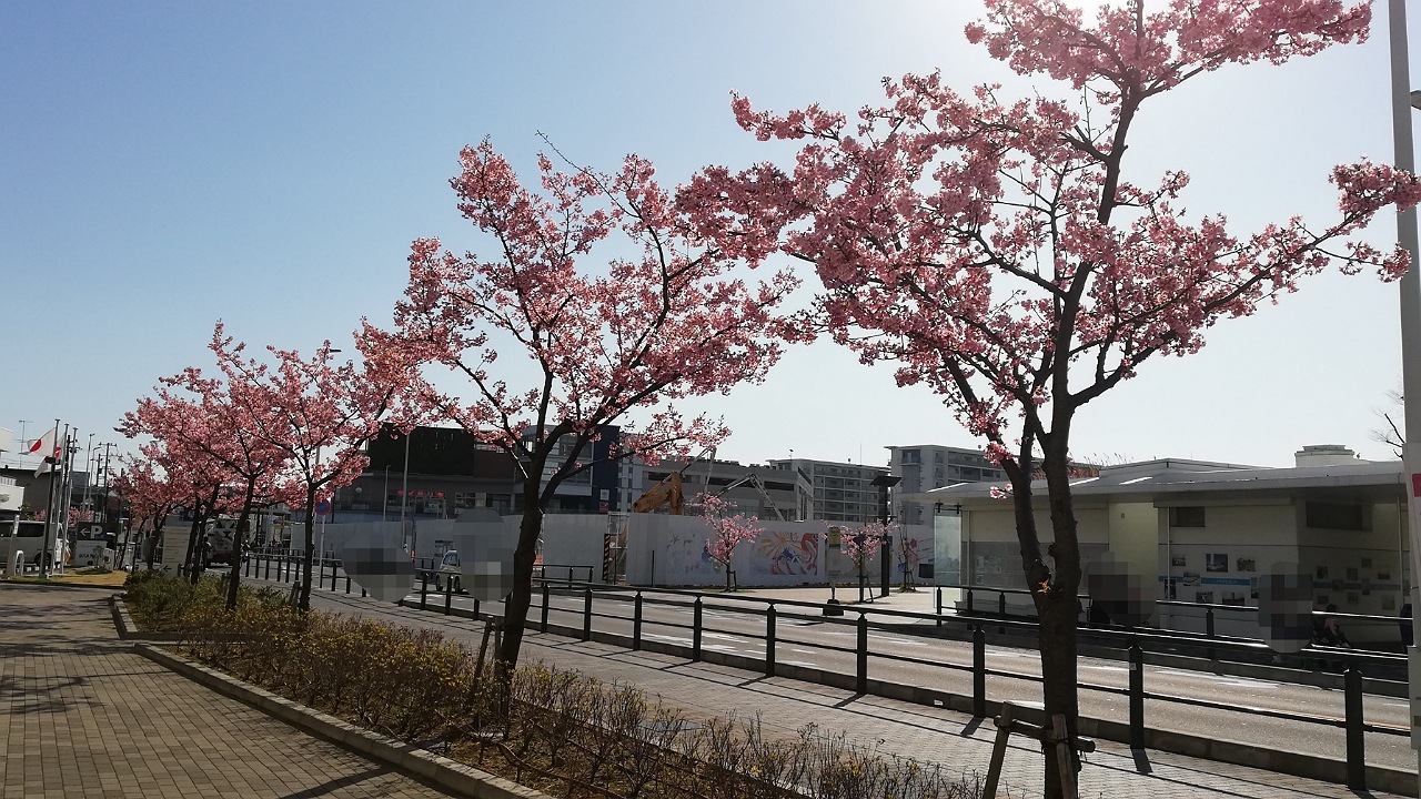 河津桜