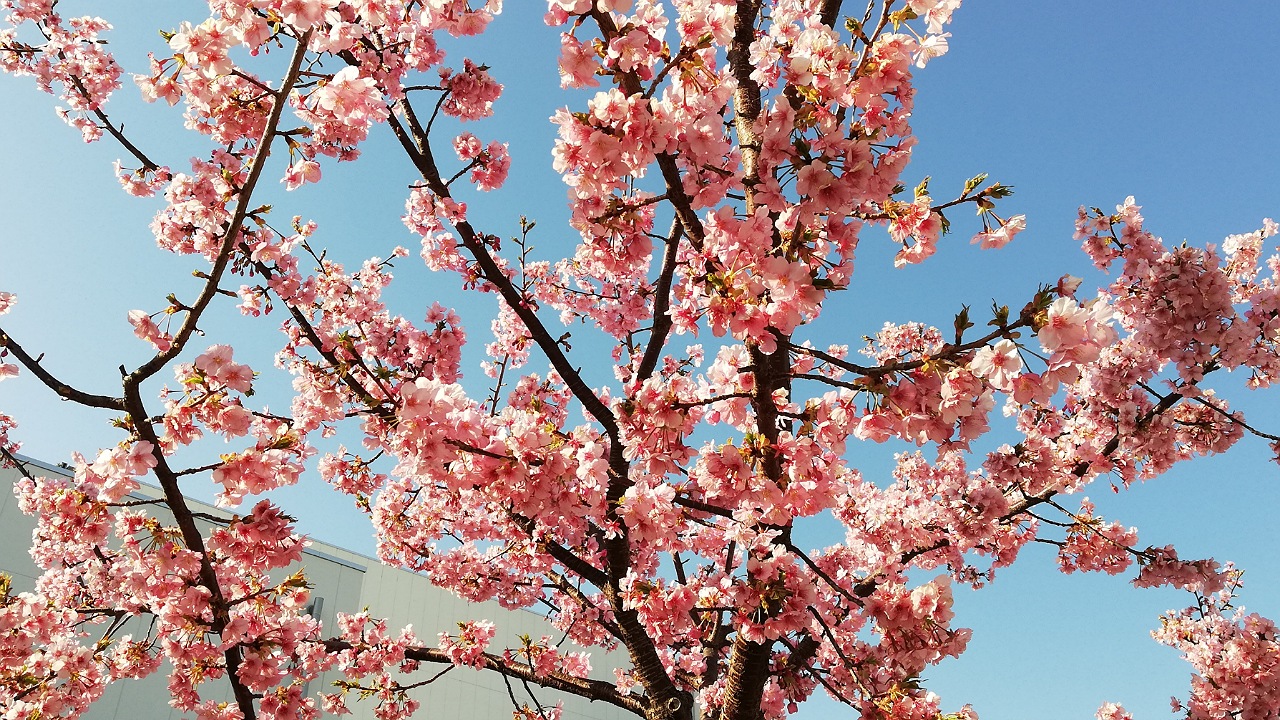 branch河津桜