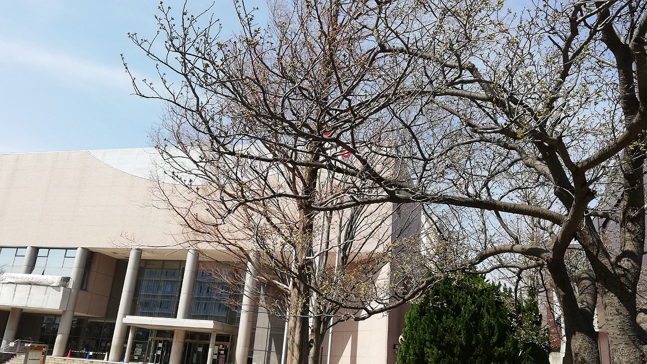 総合体育館桜