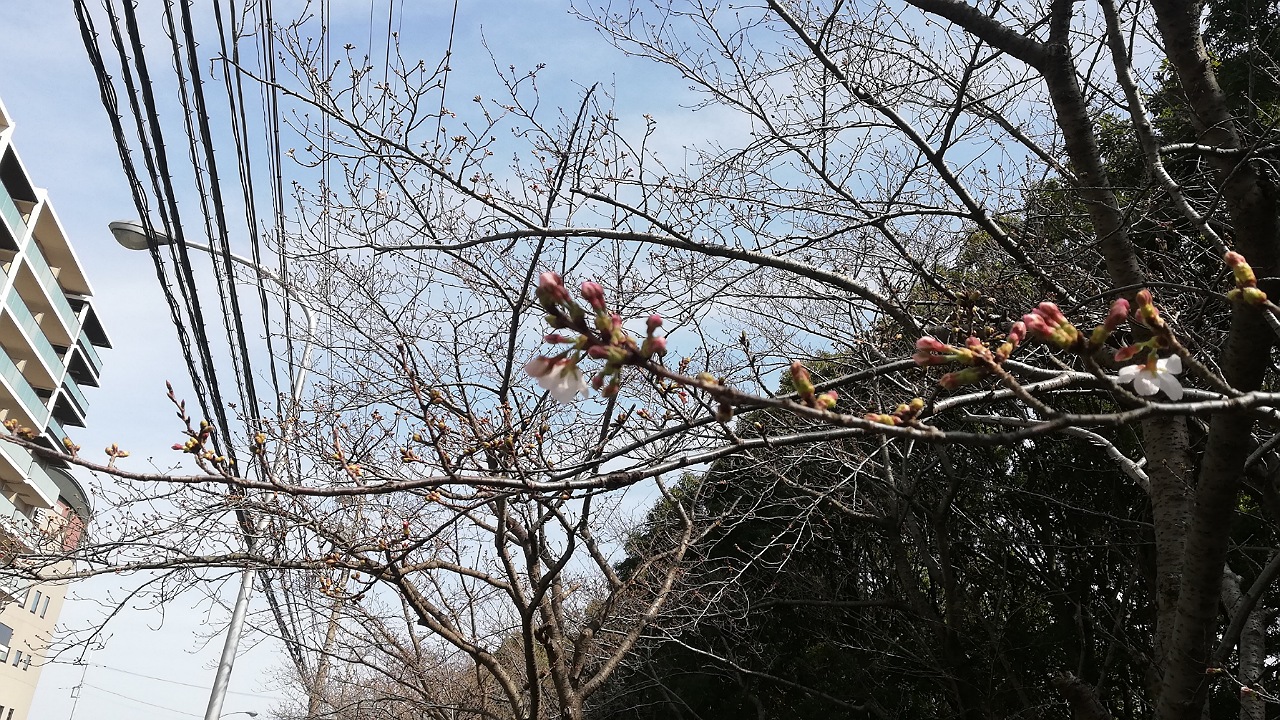 茅ヶ崎中央公園桜並木