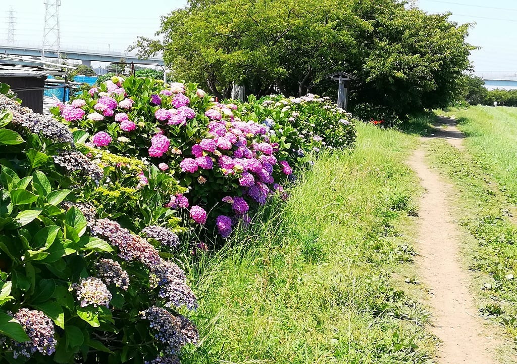 紫陽花小出川
