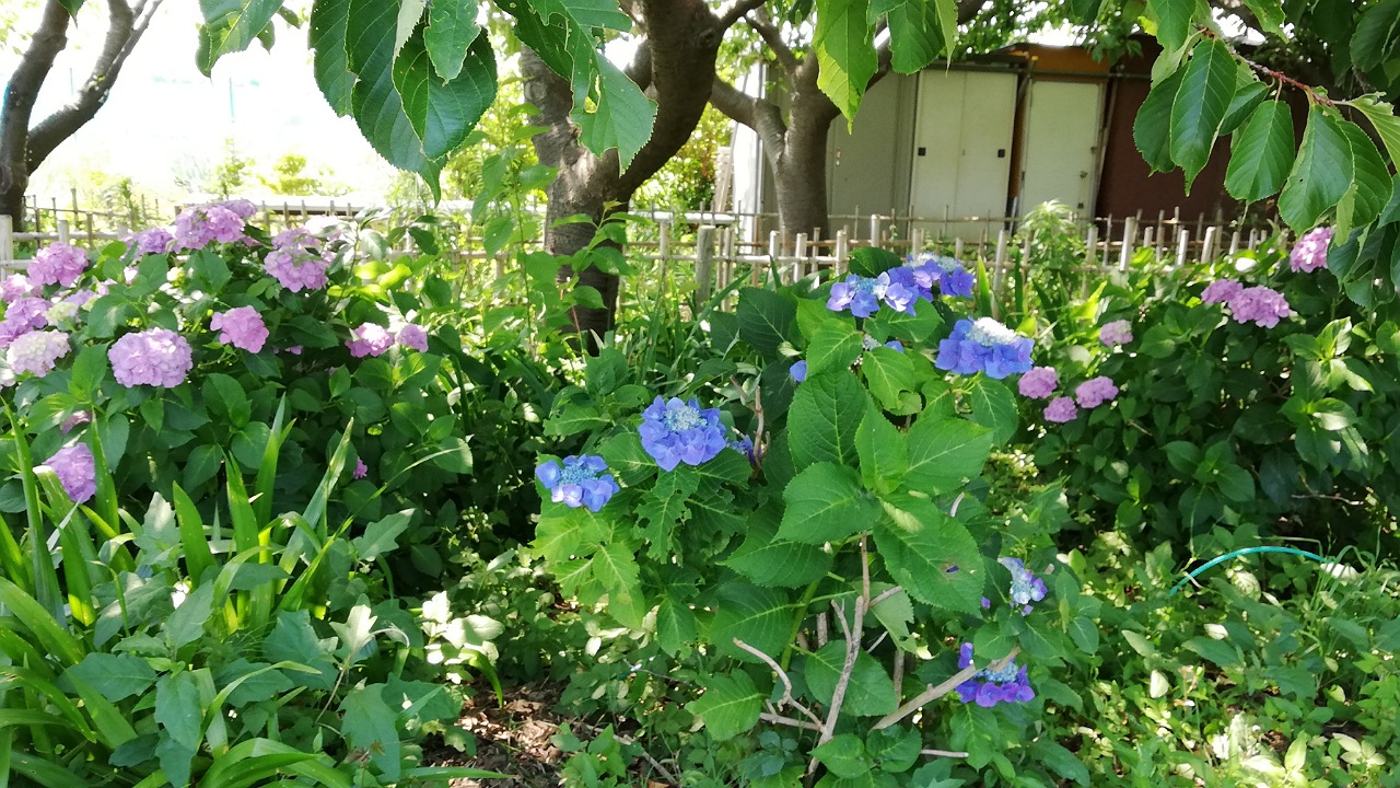 紫陽花小出川