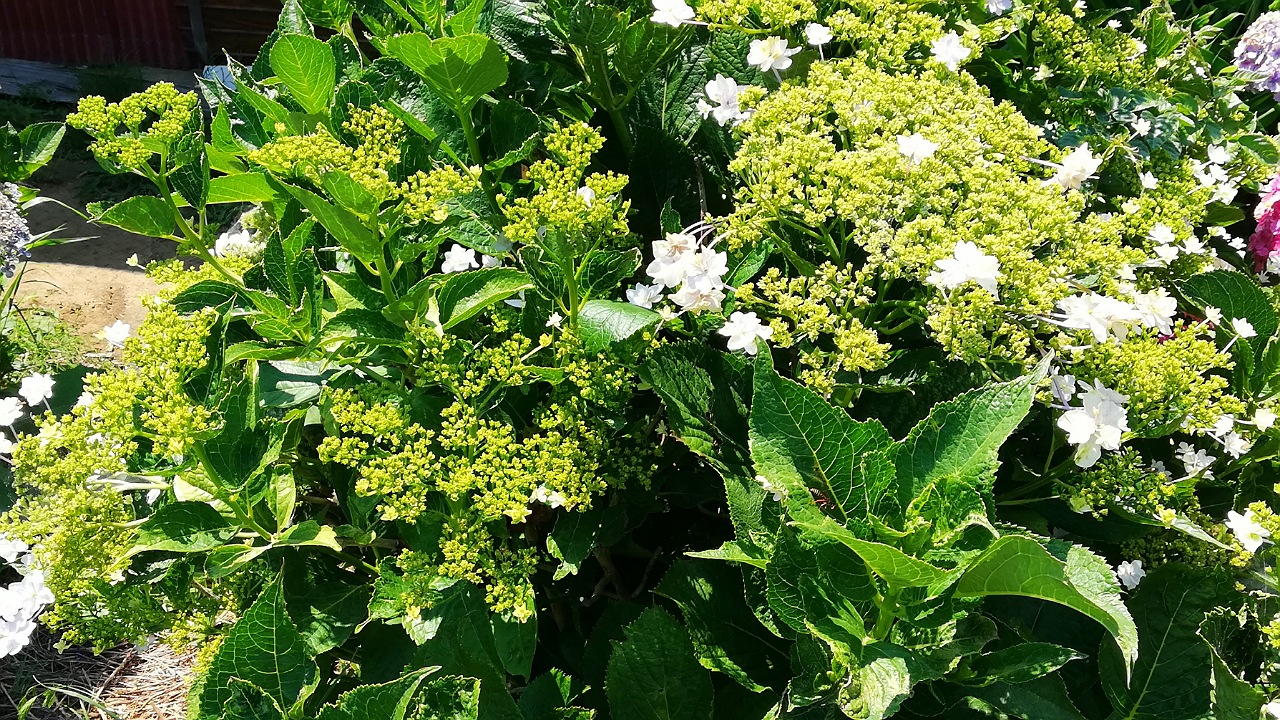 紫陽花小出川