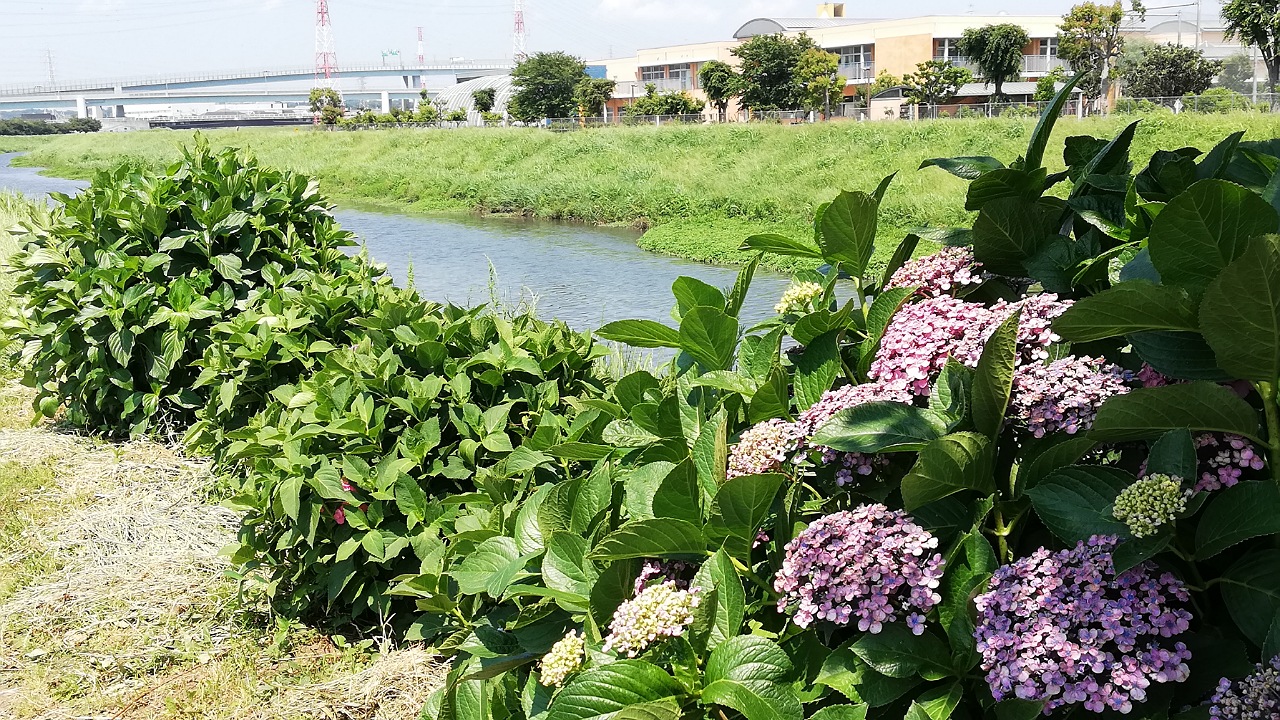 小出川紫陽花