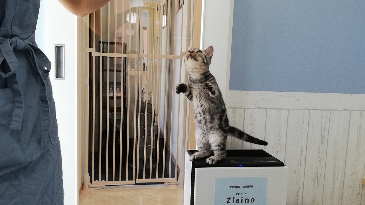 茅ヶ崎市 個室型猫カフェがオープン ストレスフルな毎日 フワフワモフモフな癒しの時間で元気になれますよ 号外net 茅ヶ崎市