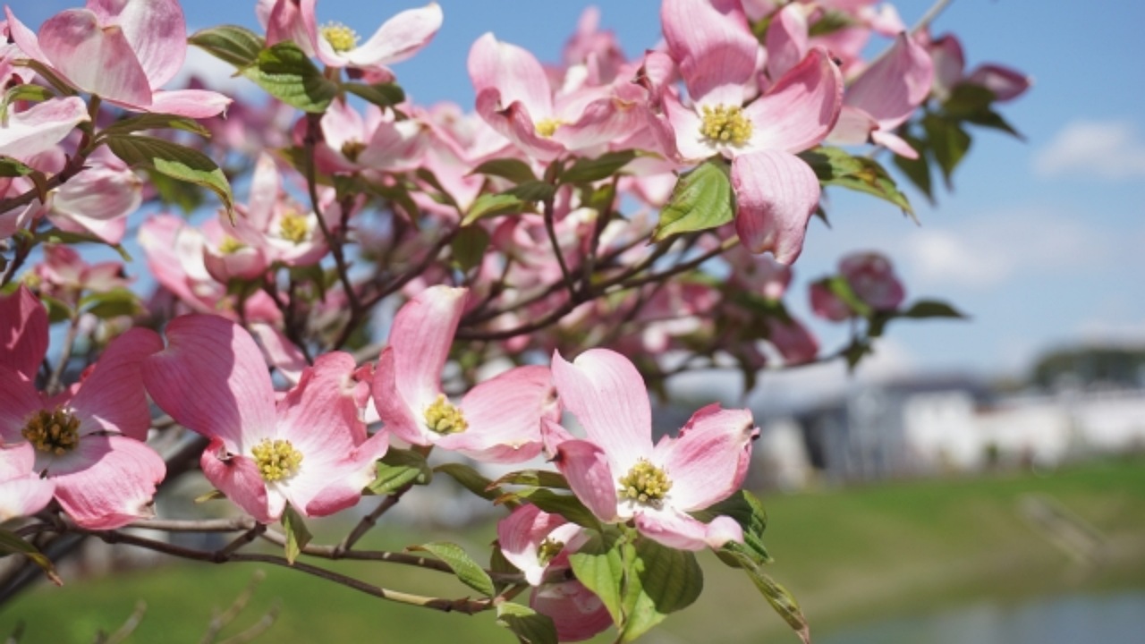 茅ヶ崎市 駅前ハナミズキの花が咲き始めました 号外net 茅ヶ崎市