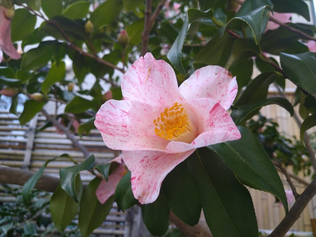 氷室庭園