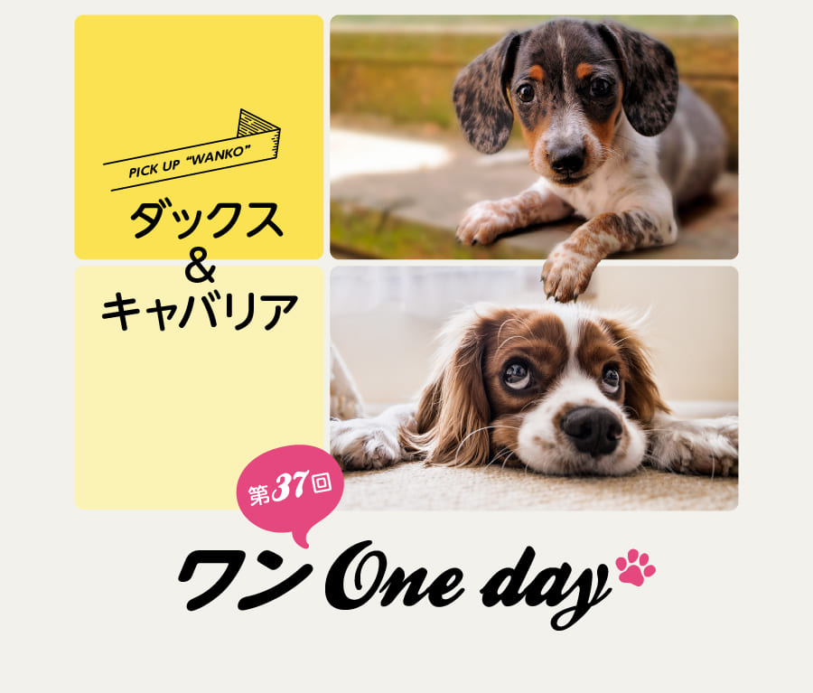 ワン One day！