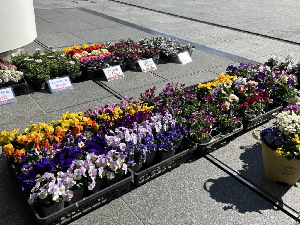 茅ヶ崎市役所での花の直売会