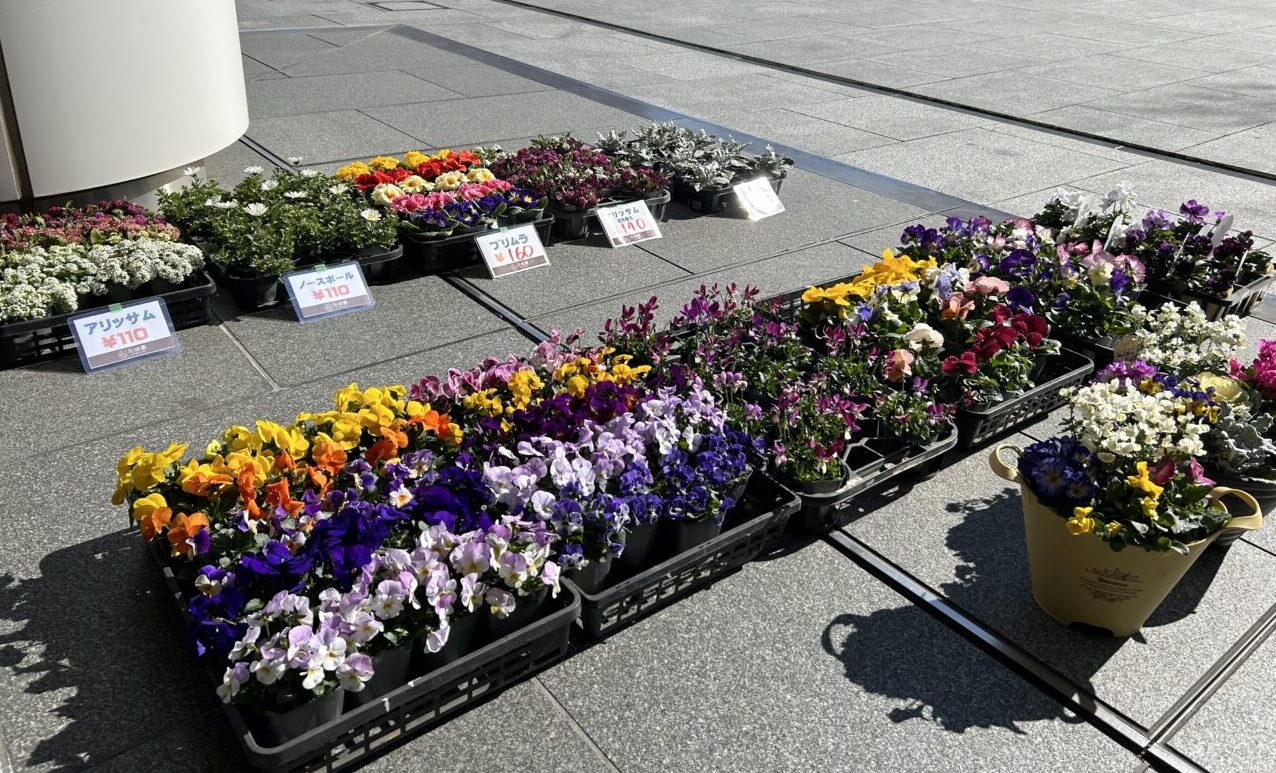 茅ヶ崎市役所での花の直売会