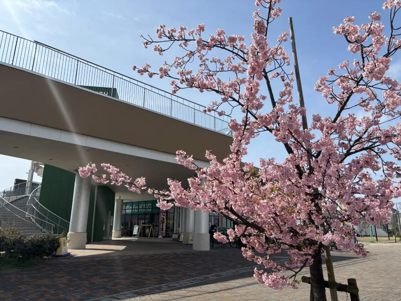 しろやま公園前の河津桜