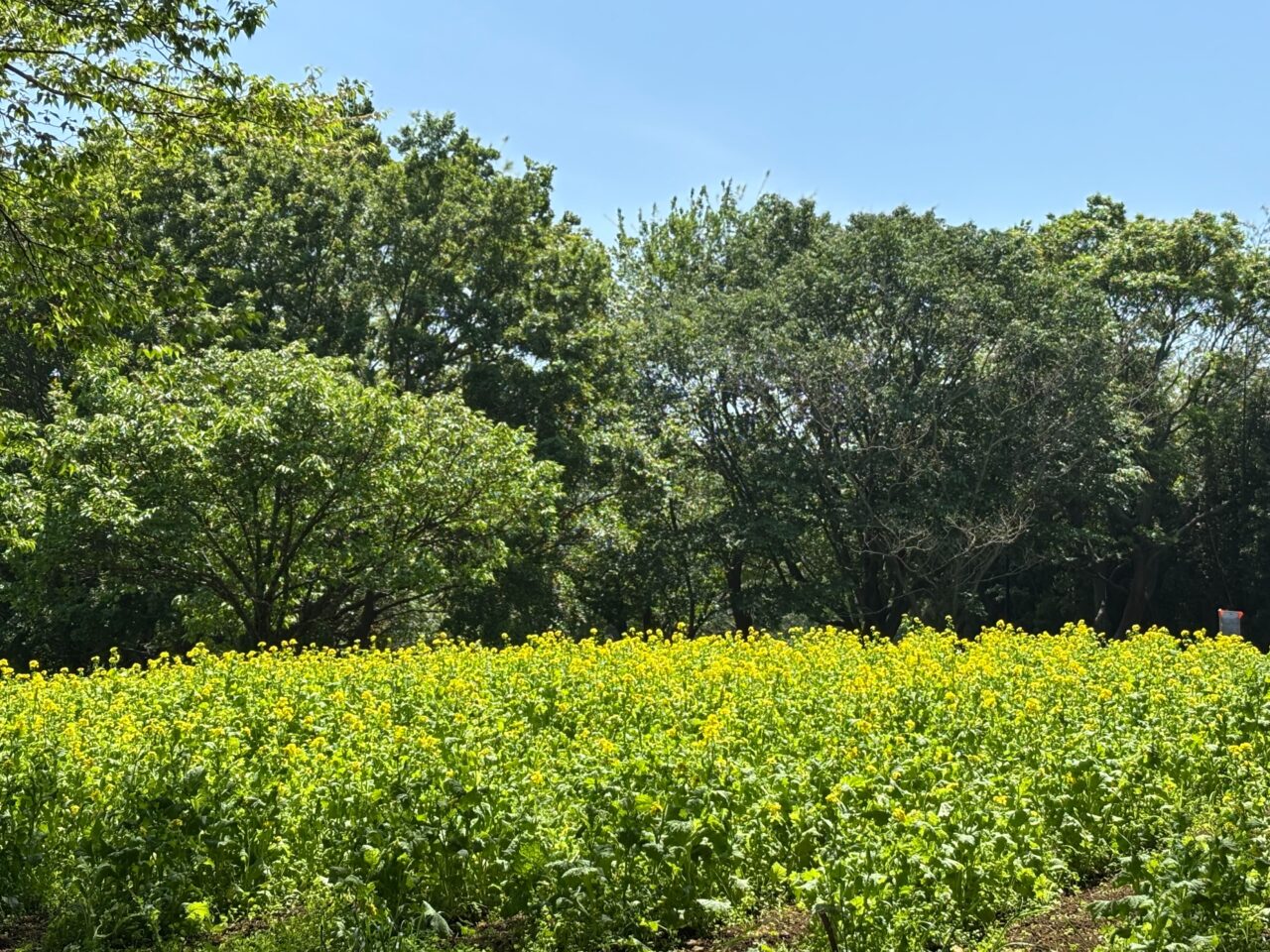 神奈川県立茅ケ崎里山公園