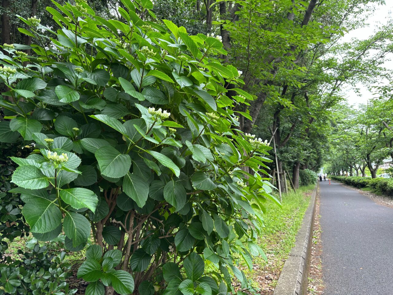2025年5月29日撮影、茅ヶ崎中央公園北側の紫陽花