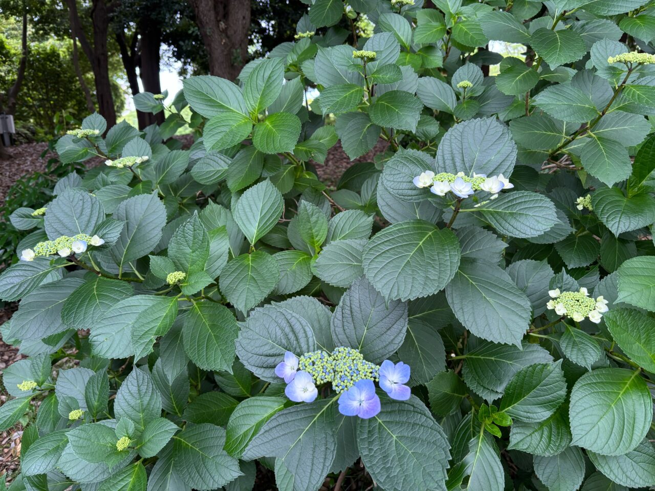 2025年5月29日撮影、茅ヶ崎中央公園北側の紫陽花