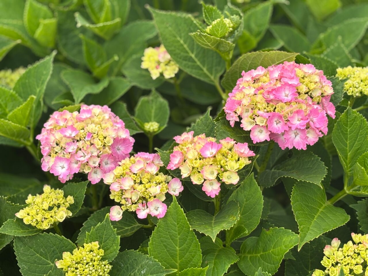 2025年5月29日撮影、小出川沿い萩園橋付近の紫陽花