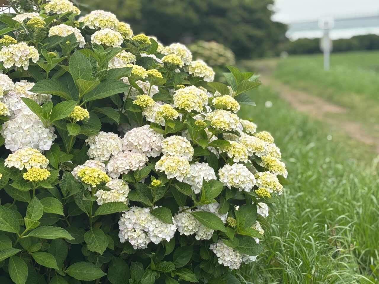 2025年5月29日撮影、小出川沿い萩園橋付近の紫陽花
