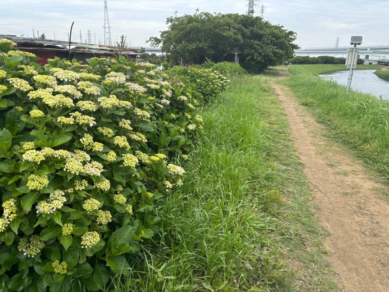 2025年5月29日撮影、小出川沿い萩園橋付近の紫陽花