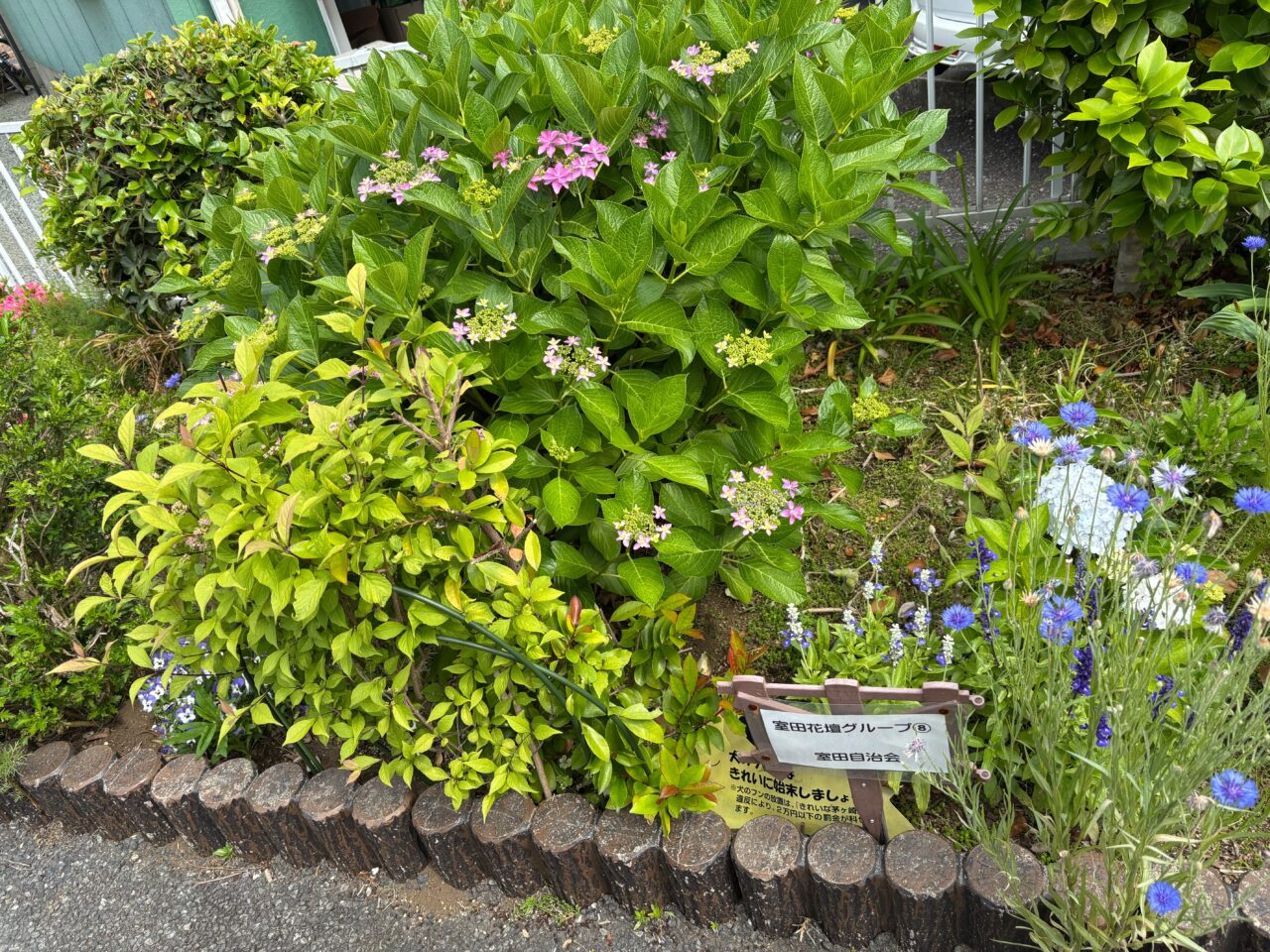 2025年5月29日撮影、茅ヶ崎市立病院付近、千の川沿いの紫陽花