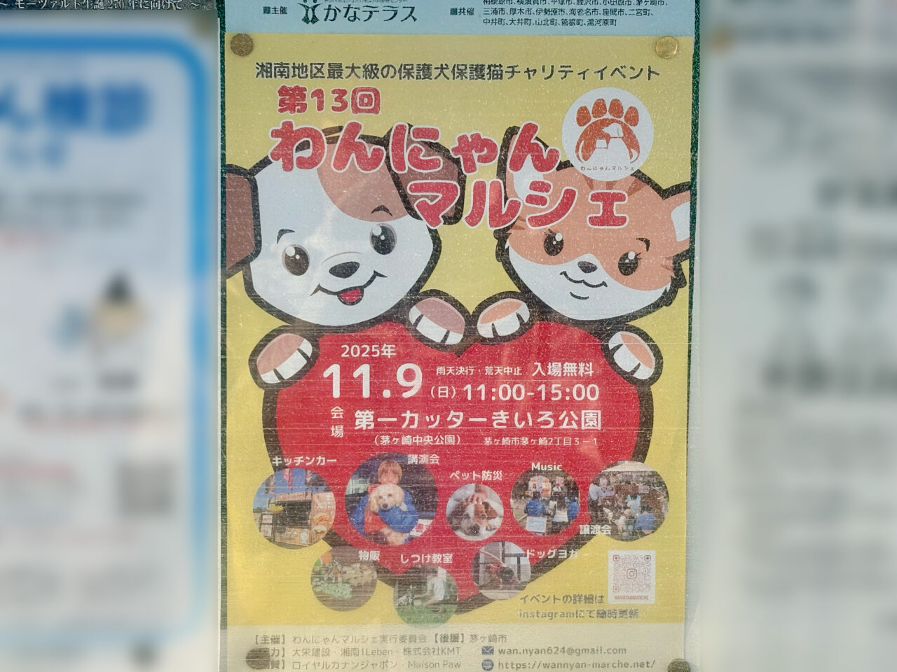 わんにゃんマルシェのチラシ