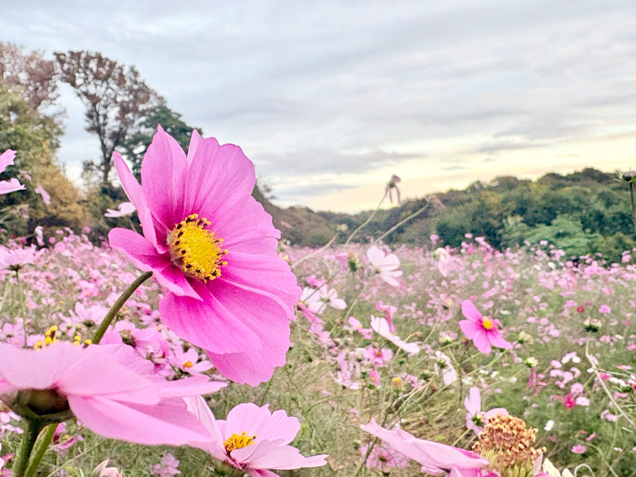 茅ケ崎里山公園のコスモス