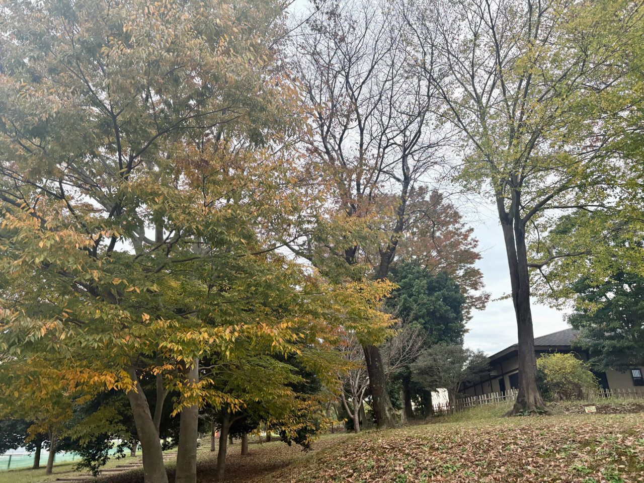 茅ケ崎里山公園