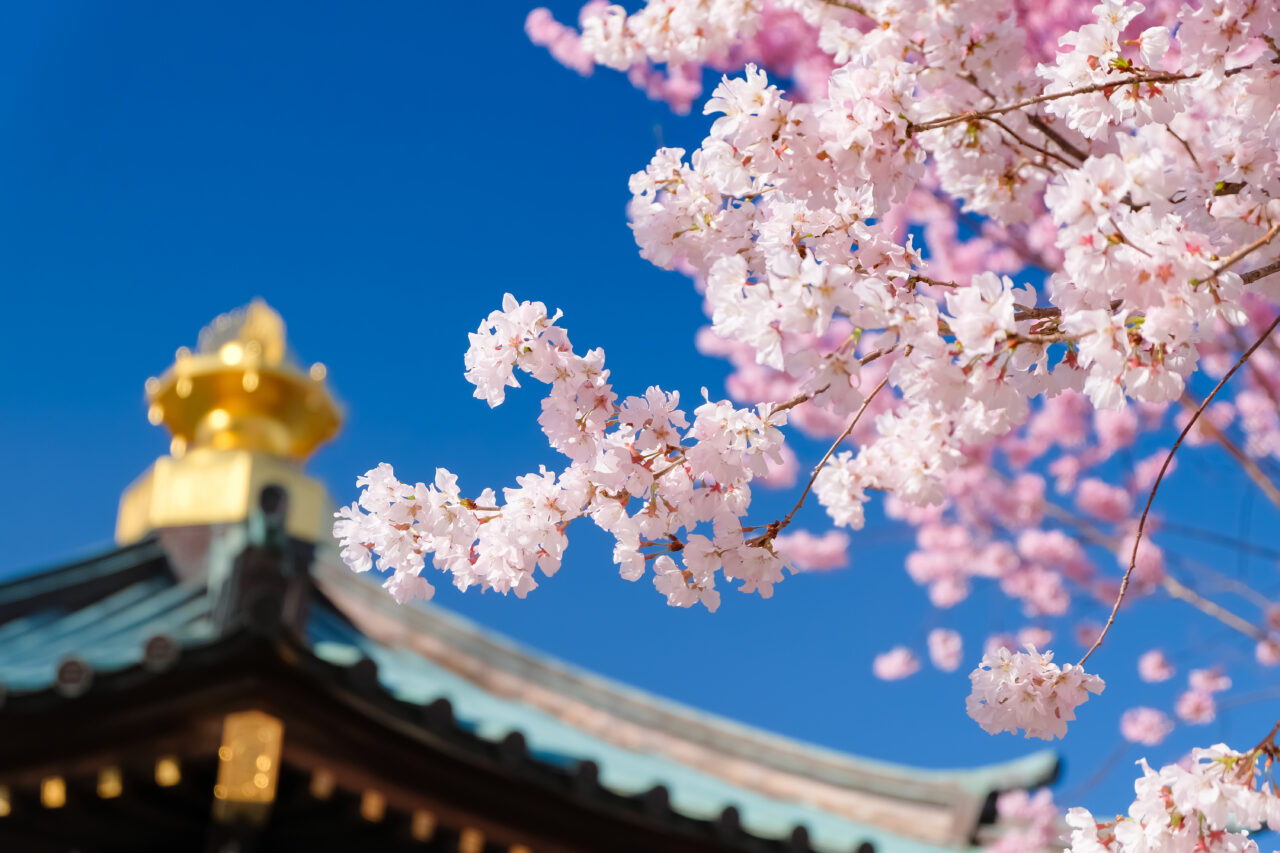 お寺と桜