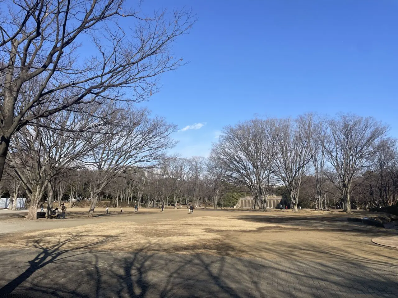 第一カッターきいろ公園（中央公園）の広場の風景。広い芝生（地面）と並木が見え、利用者が歩いている様子が写っています。
