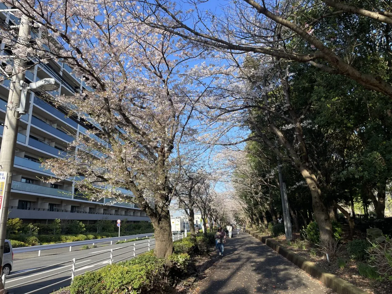 茅ヶ崎中央公園沿いの桜並木