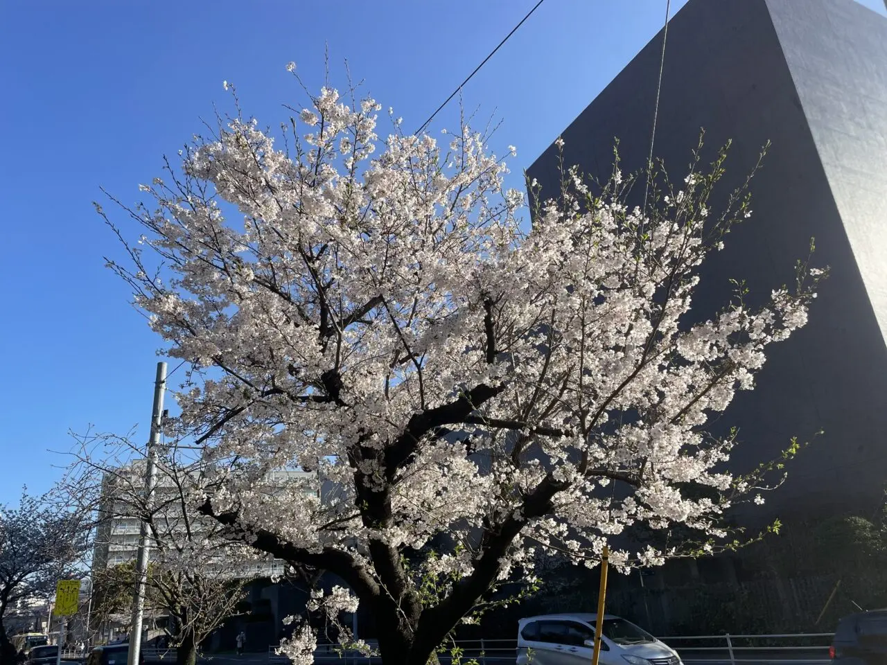 茅ヶ崎市内の開花した桜の木