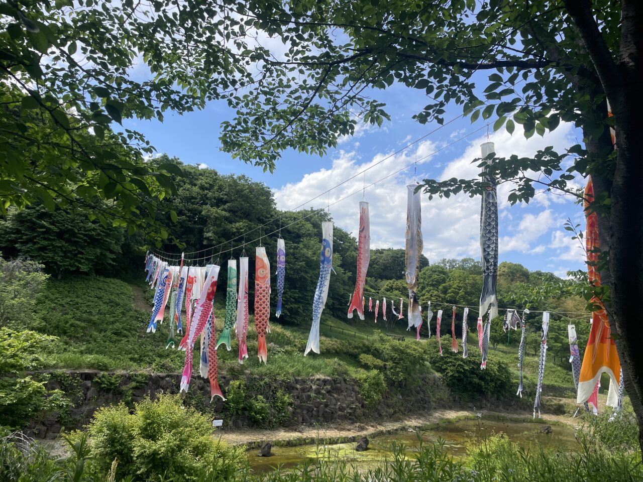 谷沿いに並ぶ茅ヶ崎里山公園のこいのぼり風景
